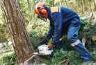 Cheshunt Southtree-felling-services-21.jpg; ?>