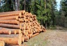 Cheshunt Southtree-felling-services-31.jpg; ?>