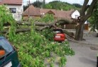 Cheshunt Southtree-felling-services-41.jpg; ?>